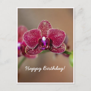 Beautiful Red Orchid Postcard