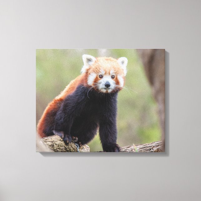 Beautiful Red Panda on a Branch Canvas Print (Front)