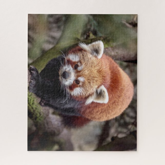 Beautiful Red Panda on a Branch Jigsaw Puzzle (Vertical)