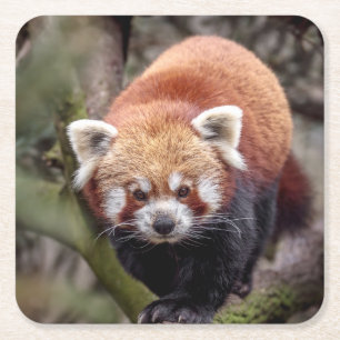 Beautiful Red Panda on a Branch Square Paper Coaster