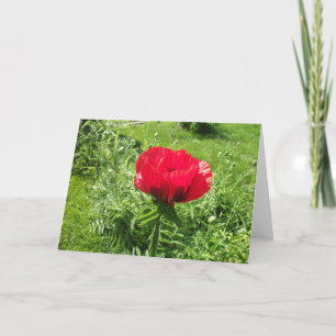 Beautiful Red Poppy Card