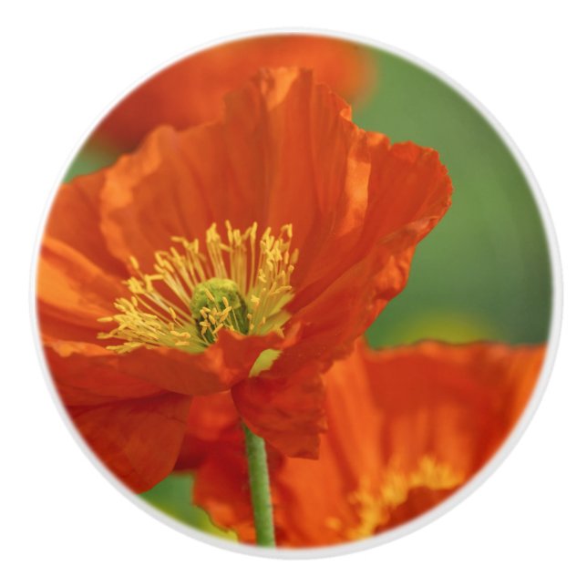 Beautiful Red Poppy Ceramic Knob (Front)