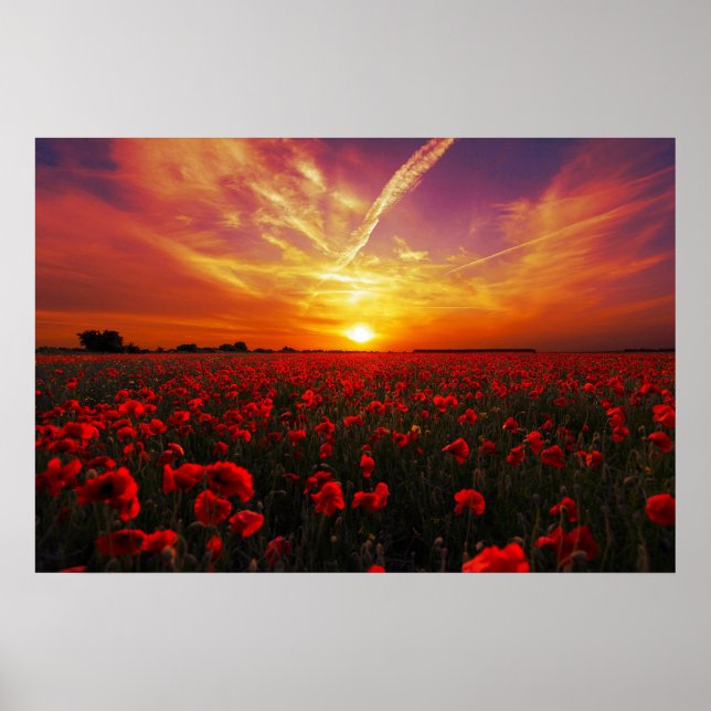 Beautiful red poppy flower field sunset poster (Front)
