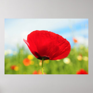 Beautiful Red Poppy Flower Poster