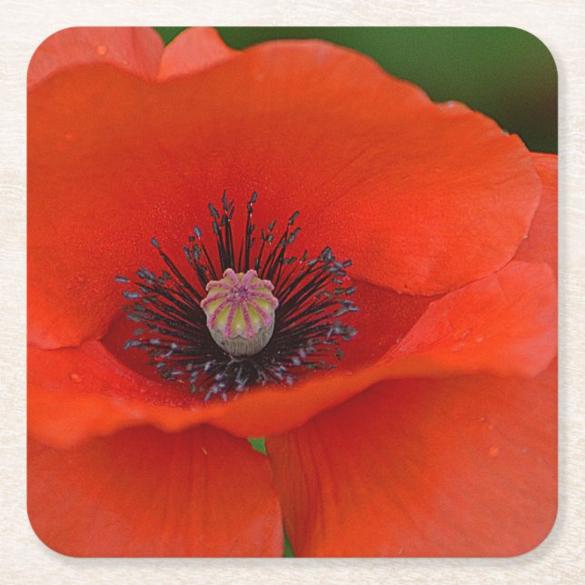 Beautiful Red Poppy Party Coaster (Front)