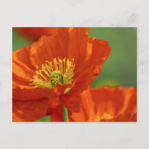Beautiful Red Poppy Postcard