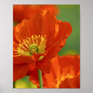 Beautiful Red Poppy Poster