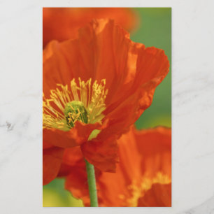 Beautiful Red Poppy Stationery