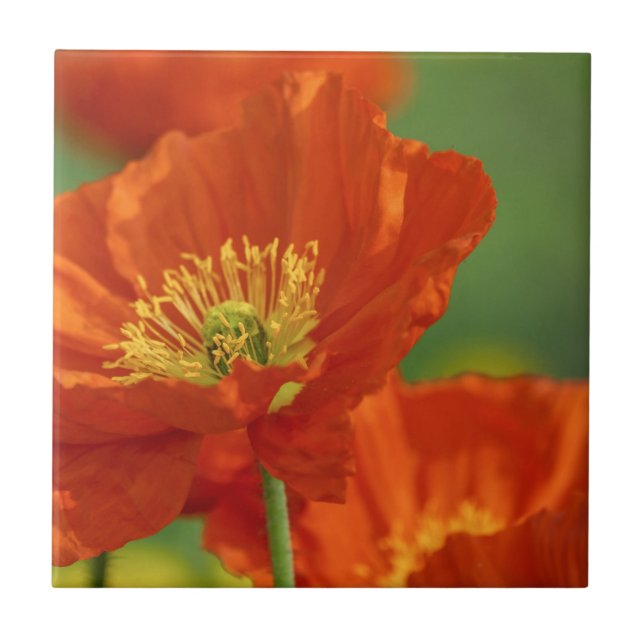 Beautiful Red Poppy Tile (Front)