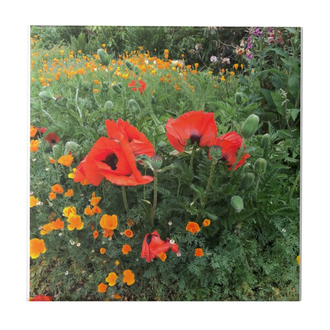 Beautiful Red Poppy   Tile (Front)