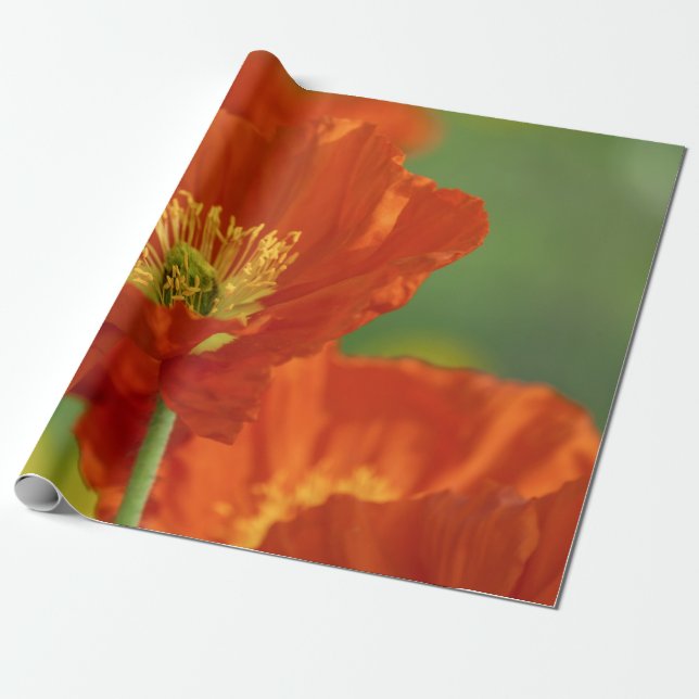 Beautiful Red Poppy Wrapping Paper (Unrolled)