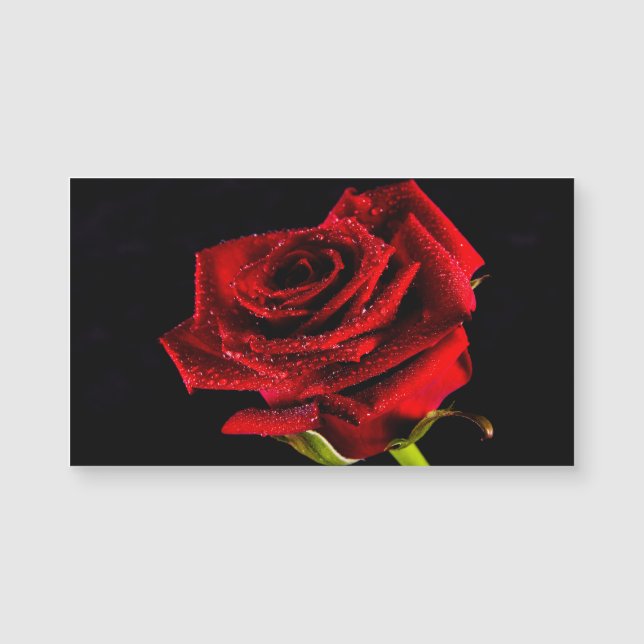 Beautiful red rose (Front)