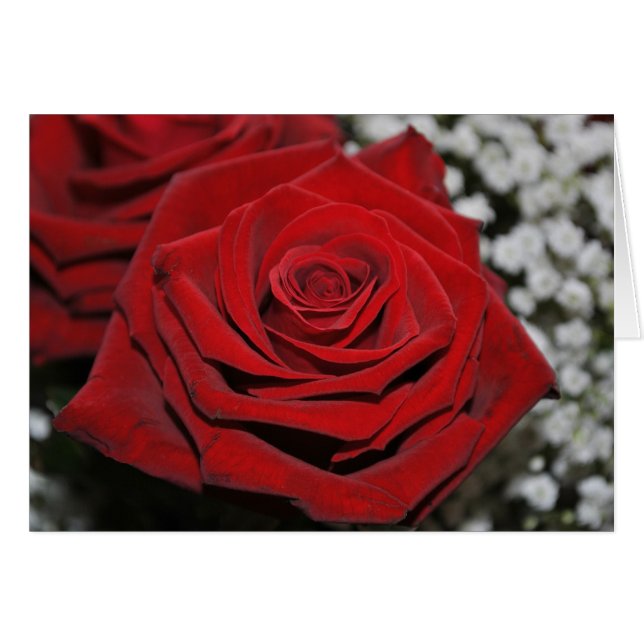 Beautiful Red Rose (Front Horizontal)