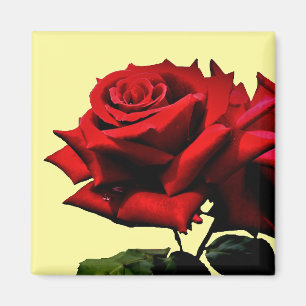 Beautiful Red Rose Blossom Flower Birthday Magnet