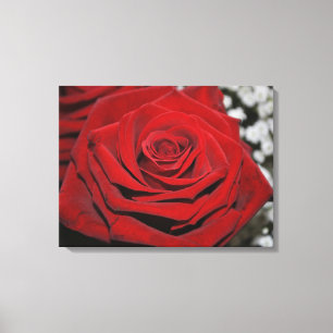 Beautiful Red Rose Canvas Print