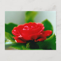 Beautiful Red Rose Dew Drops 