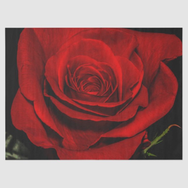Beautiful Red Rose Flower Floral Photo Tissue Paper (Front)