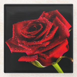 Beautiful red rose glass coaster