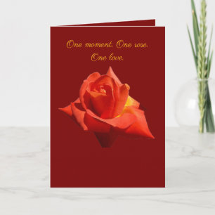 Beautiful Red Rose Isolated Photograph Vector Card