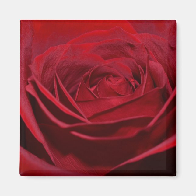 Beautiful Red Rose Magnet (Front)