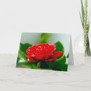 Beautiful Red Rose Morning Dew Drops Card