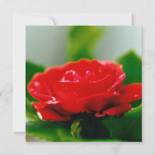 Beautiful Red Rose Morning Dew Drops Holiday Card