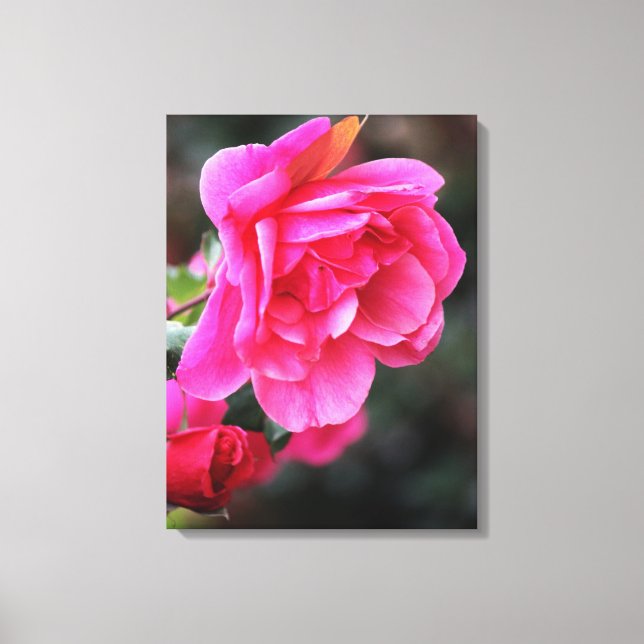 Beautiful Red Rose Photo Canvas Print (Front)