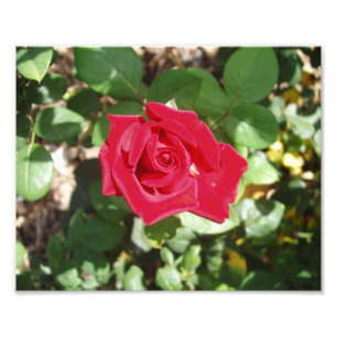Beautiful Red Rose Photo Print