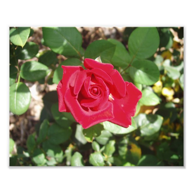 Beautiful Red Rose Photo Print (Front)
