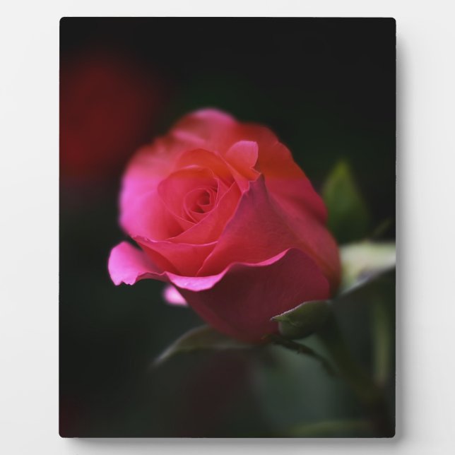 Beautiful Red Rose Plaque (Front)
