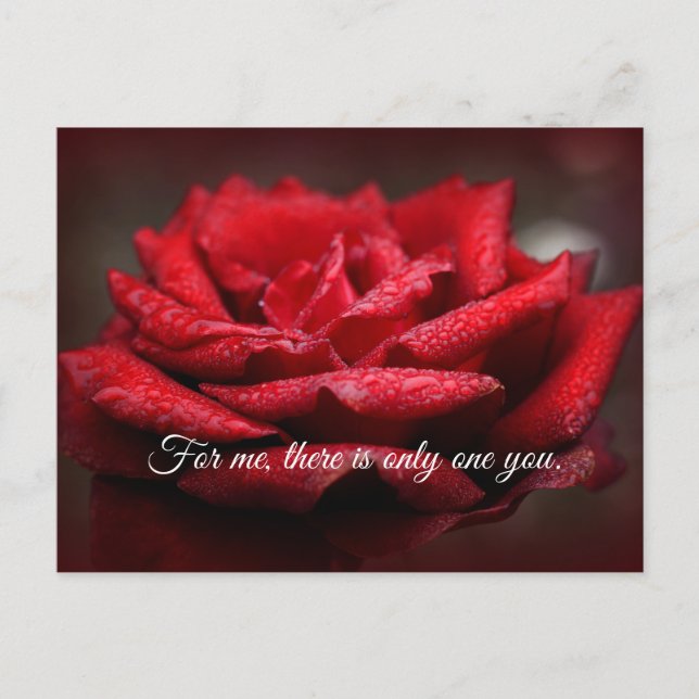 Beautiful Red Rose Postcard |Customisable Message (Front)