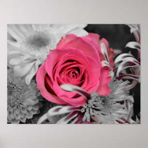 Beautiful red Rose Poster