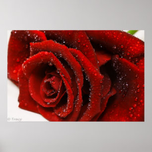 Beautiful Red Rose Poster