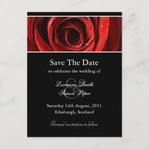 Beautiful Red Rose Save The Date Postcard
