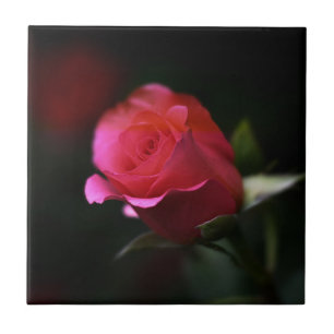 Beautiful Red Rose Tile