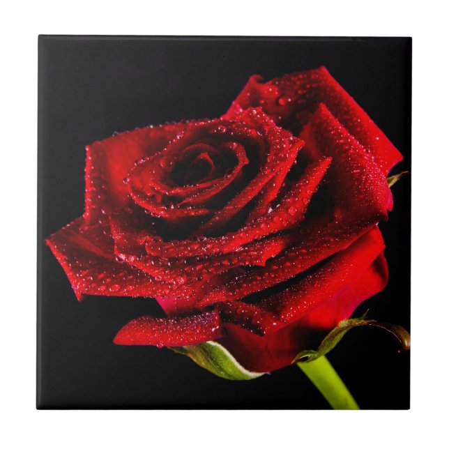 Beautiful red rose tile (Front)