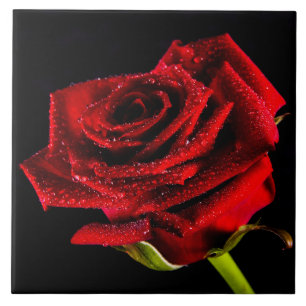 Beautiful red rose tile