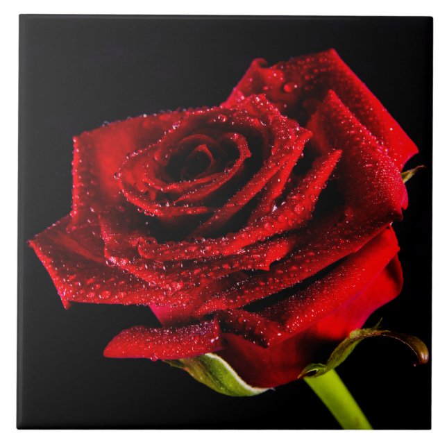 Beautiful red rose tile (Front)
