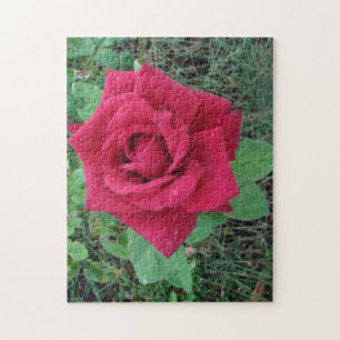 Beautiful Red Rose with Raindrops Jigsaw Puzzle