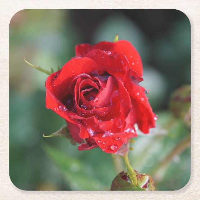 Beautiful Red Rose with Water Droplets Square Paper Coaster (Front)