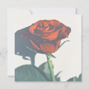 Beautiful Red Rose Your Text Flat Card