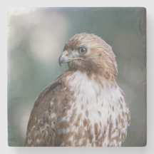 Beautiful Red-Tailed Hawk Portrait Stone Coaster