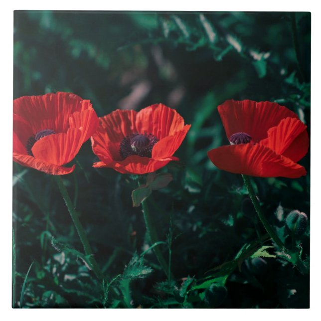 Beautiful Red Three Poppy Flowers Tile (Front)