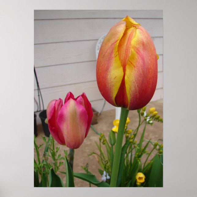 Beautiful Red Tulip Flower Garden Poster (Front)