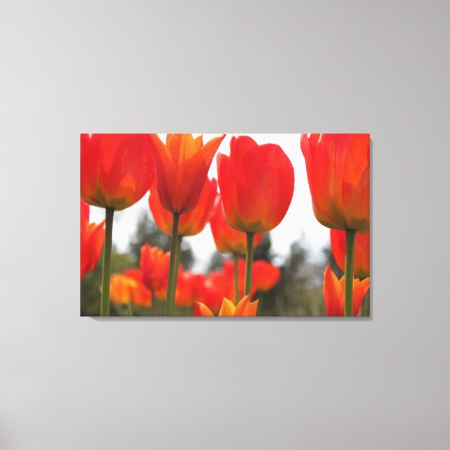 Beautiful Red Tulip Flowers. Canvas Print (Front)