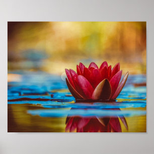 Beautiful Red Water Lily Poster