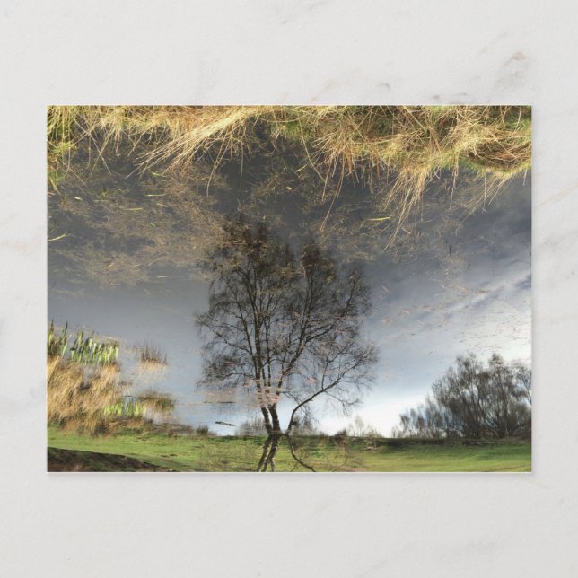 Beautiful Reflection Photography Tree Postcard (Front)
