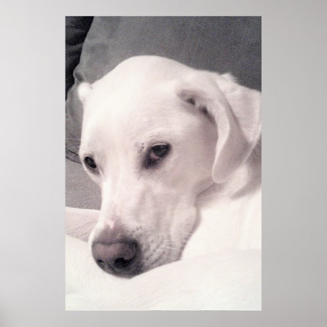 Beautiful Regal White Labrador Mix Dog Gray Poster (Front)