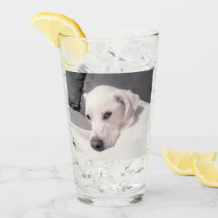 Beautiful Regal White Labrador Mix Dog Grey Glass