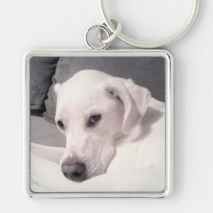 Beautiful Regal White Labrador Mix Dog Grey Keycha Key Ring